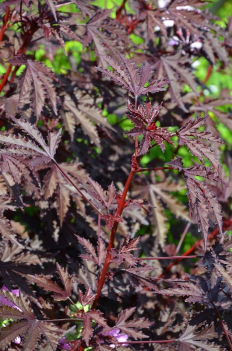 Hibiscus acetosella 'Mahagony Splendor' (2)